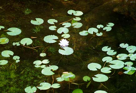 lily pond