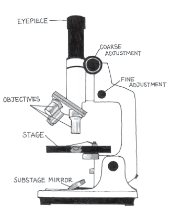 compound microscope