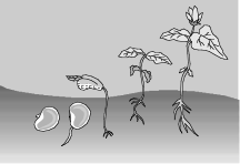 stages of plaht growth