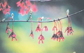 red seeds