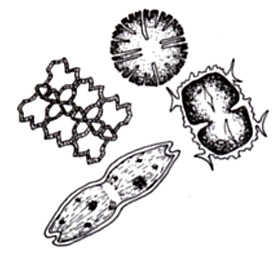 diatoms