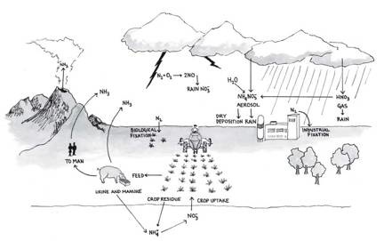 nitrate cycle